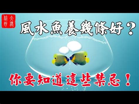 魚缸養魚數量|養魚秘訣：數量是關鍵